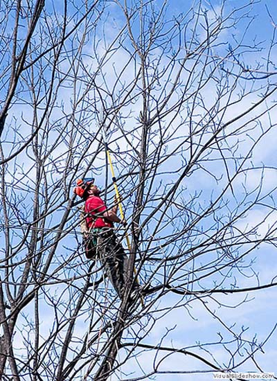 Pecan Restoration in North Carolina