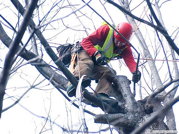 Pecan Restoration in North Carolina