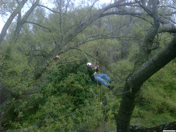 80 Feet up and still not to the first limb!<br/>Triangle Area, North Carolina<br/>