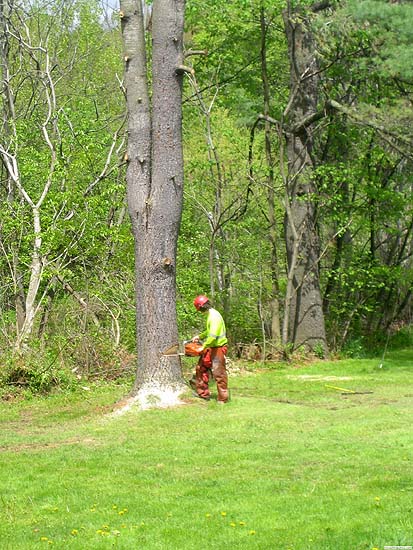 Open Field Free Felling<br/>