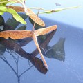 A Triple Wing Maple Seed: More Rare Than A Four-Leaf Clover!