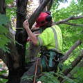 Rookie Learning to Prune!