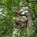 Aaron Climbing A Hickory<br/>