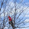 Pecan Restoration in North Carolina