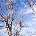 Pecan Restoration in North Carolina