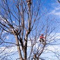 Pecan Restoration in North Carolina