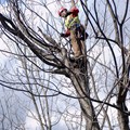 Pecan Restoration in North Carolina