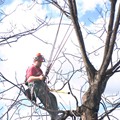 Pecan Restoration in North Carolina