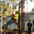 Jordan Voelker of Limber Tree Services (Woodstock, NY)  Entering the tree for a climbing event.<br/>Geezers In The Treezers Competition, FL<br/>January 2013