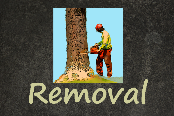 Tree Removal