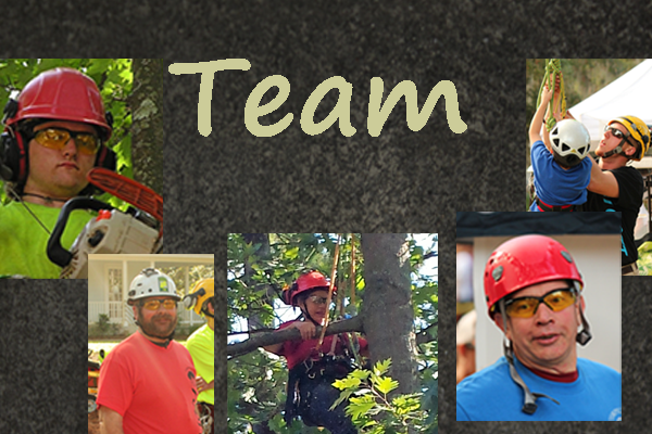 Trees Vermont Team:  Experts in Trimming, Removal and More!