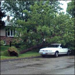 Tree Service Tree Care Tree Removal Tree Pruning : fallen tree photo