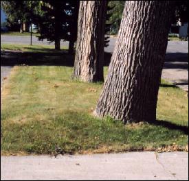 Tree Removal: Heaving