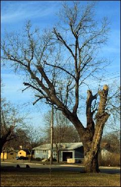 Tree Trimming:  Poor Structure